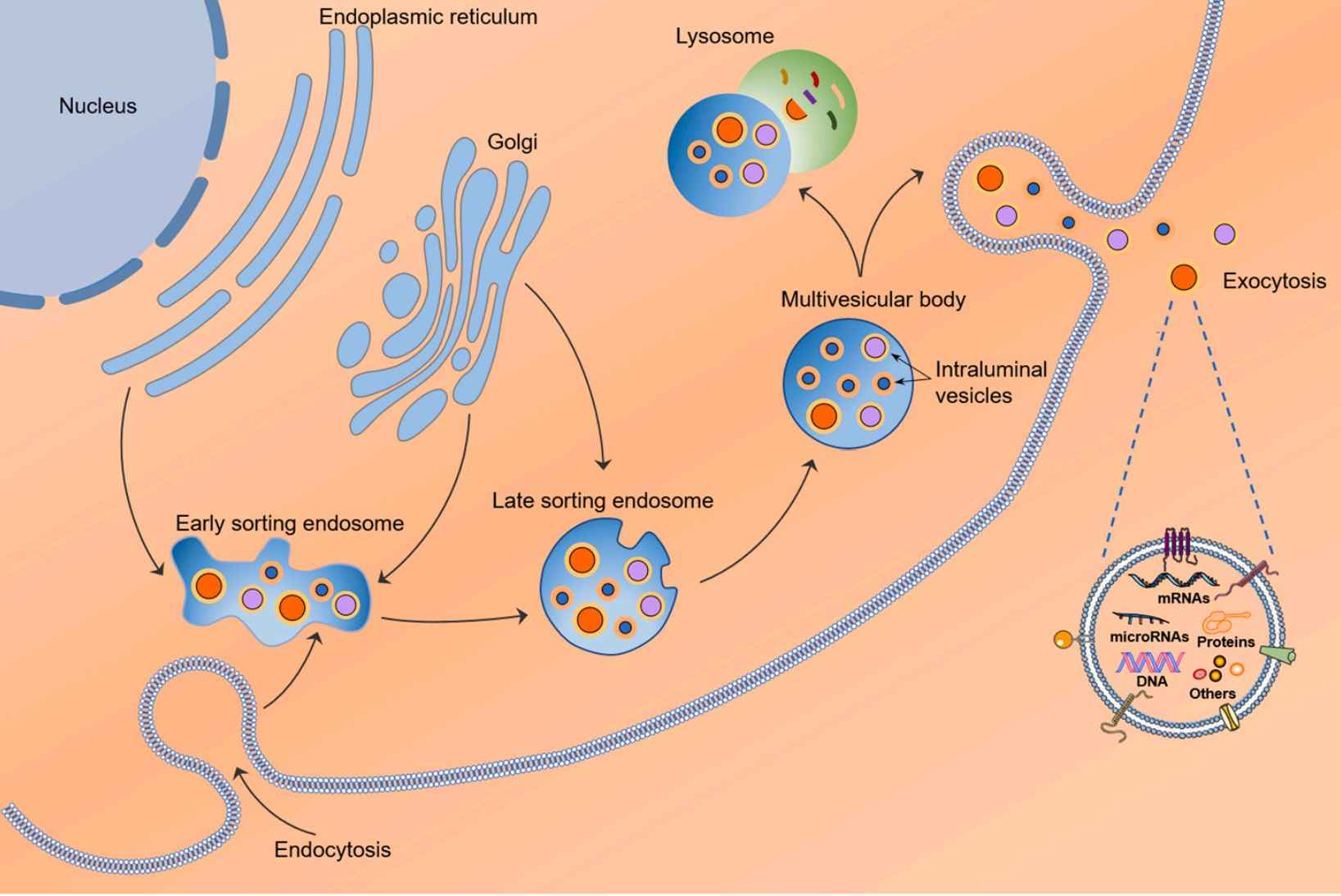 Figure 1. Pathways of plant exosome formation.