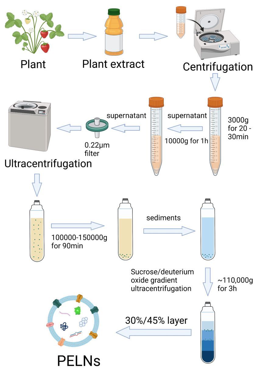 Figure 2. Scheme for the preparation of plant-derived exosomes.