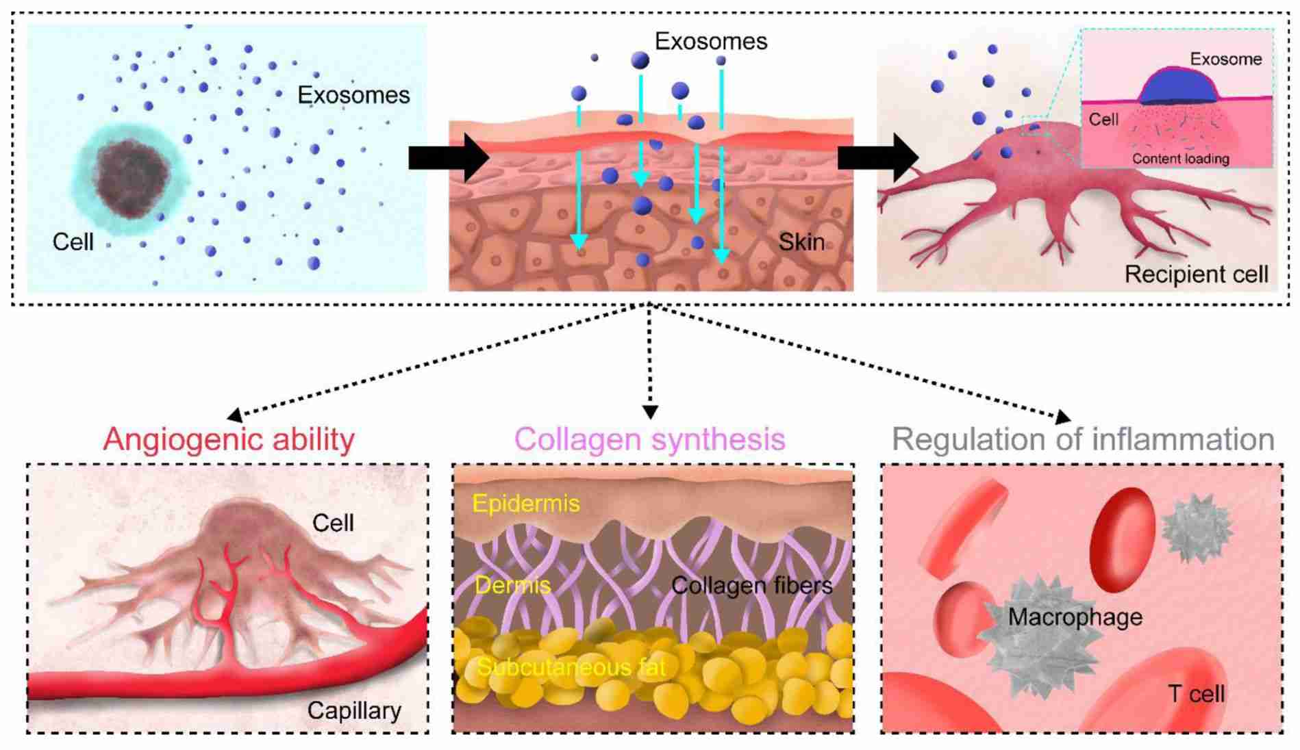 Figure 3. Exosomes in skin regeneration.