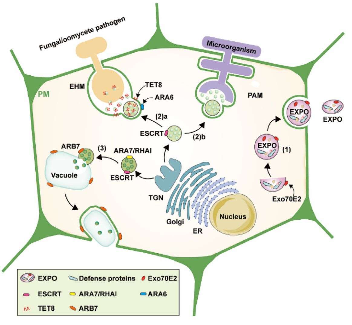 Figure 1. Composition of plant-derived exosomes.