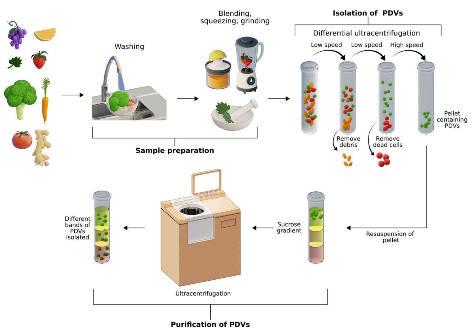 Figure 2. The plant-derived exosome preparation process.