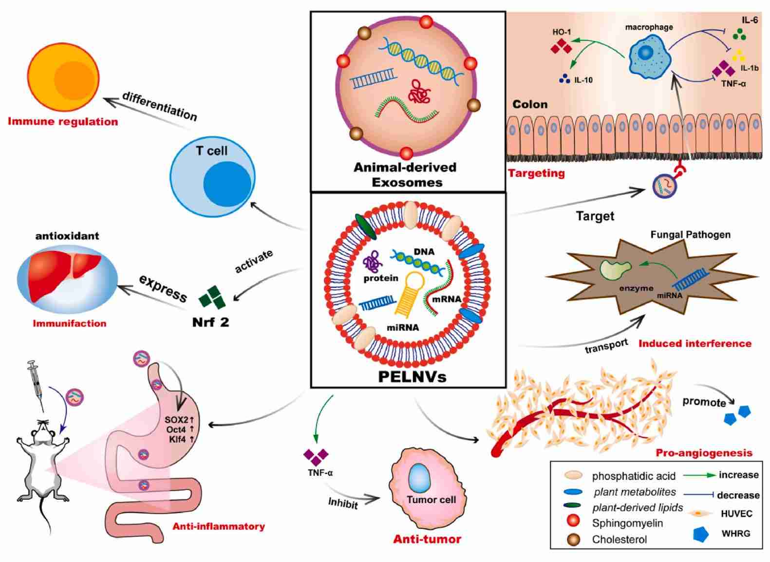 Figure 3. Biomedical applications of plant-derived exosomes.