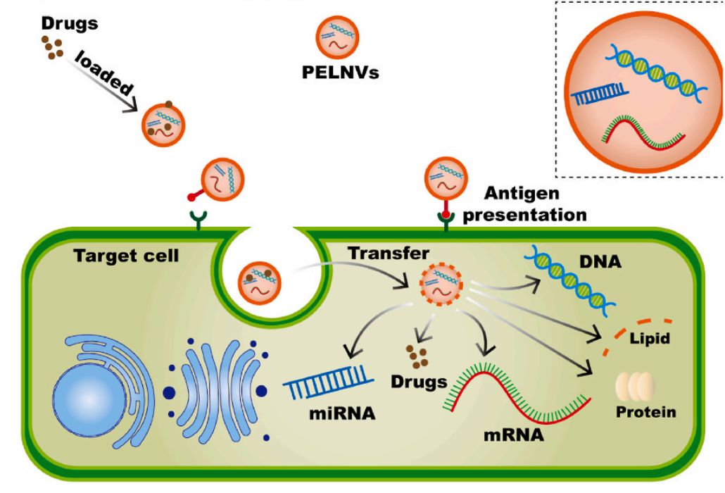 Figure 1. Plant-derived exosomes as drug carriers.