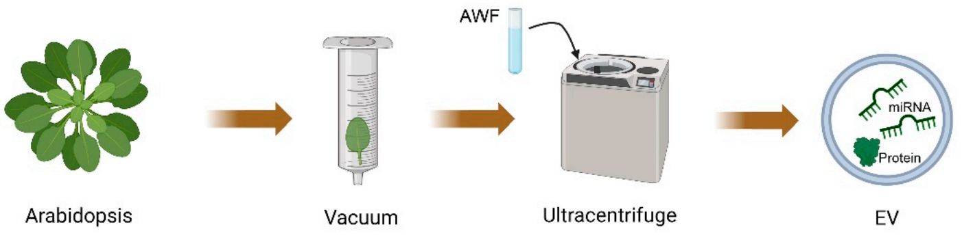 Figure 2. Plant-derived exosome isolation process.