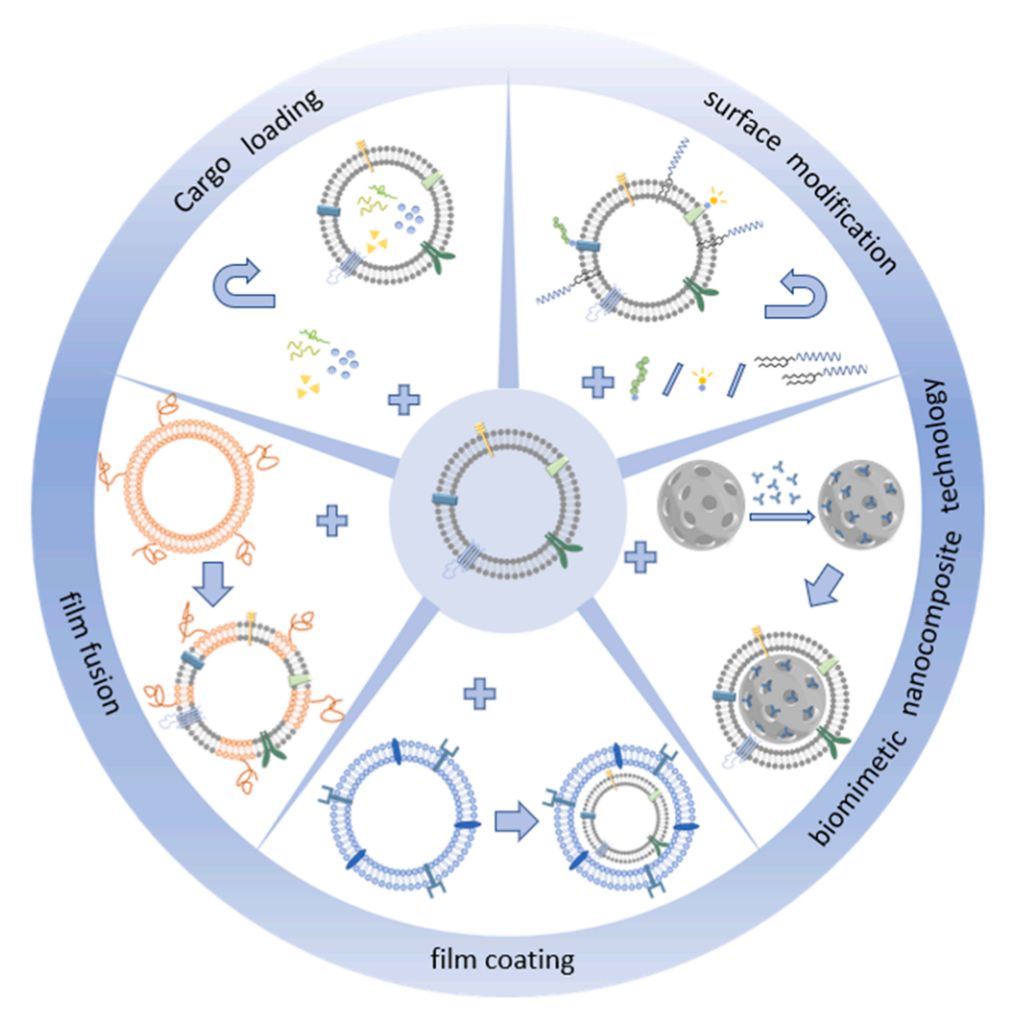 Figure 3. Modification of plant-derived exosomes.