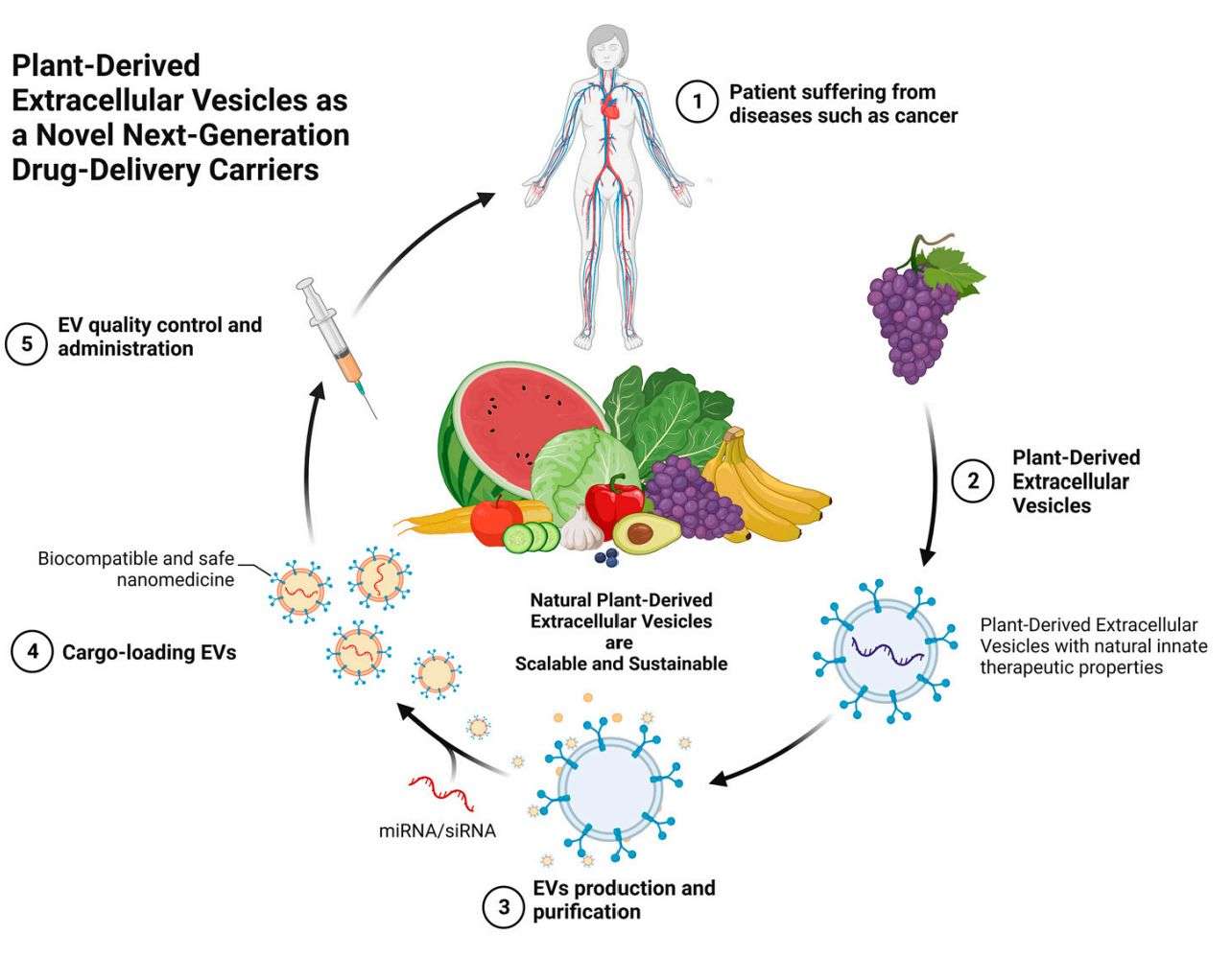 Figure 4. Plant-derived exosomes for drug delivery.