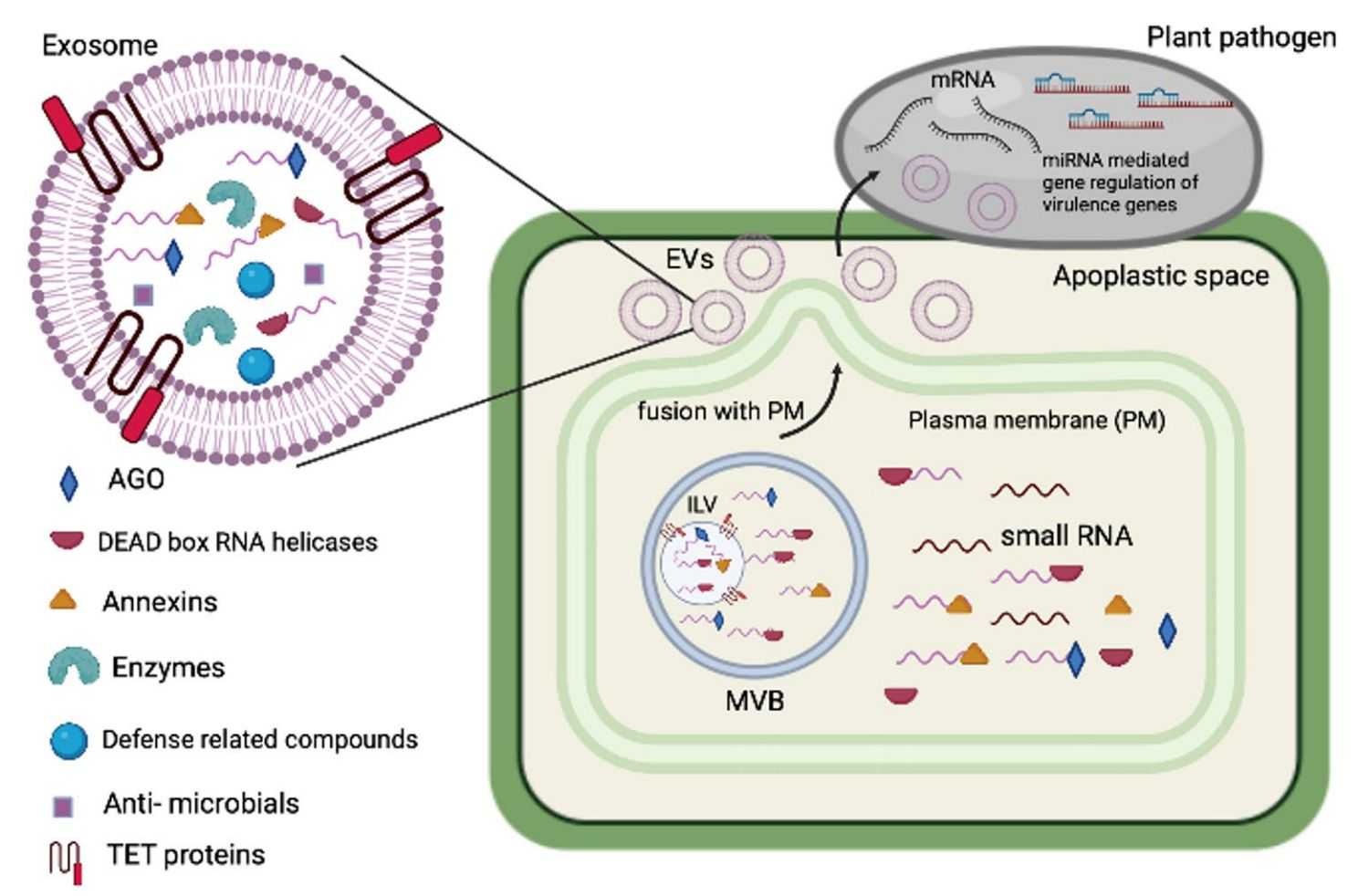 Figure 1. Plant-derived exosomes protect plants from pathogens.