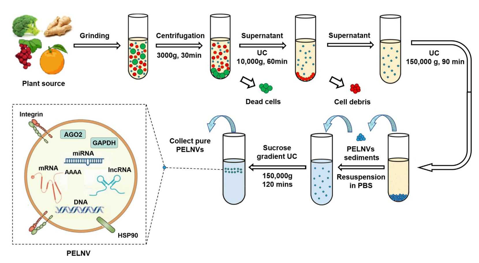 Figure 2. Isolation of plant-derived exosomes.