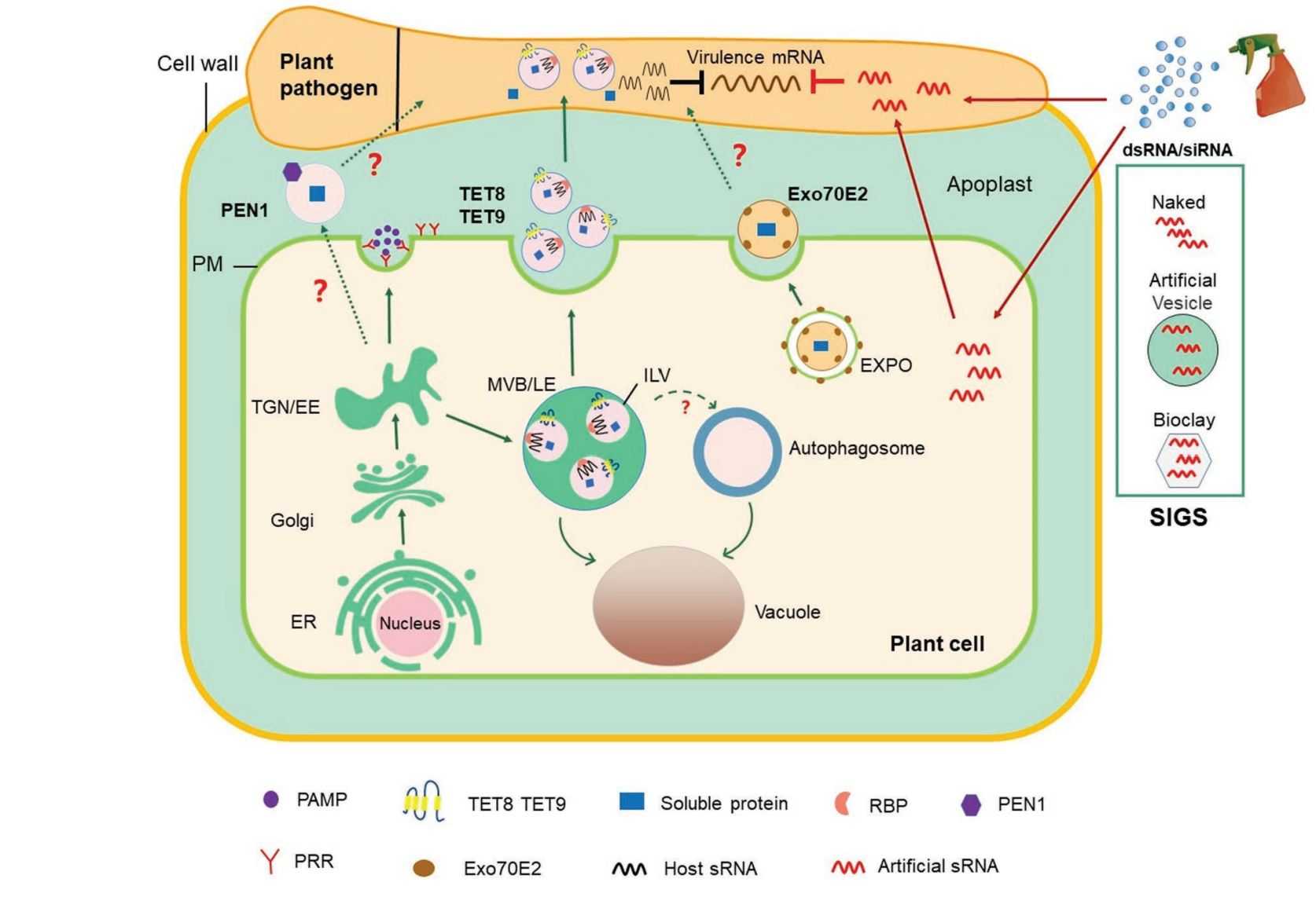 Figure 3. Exosome-mediated RNAi in plant-microbe interactions.