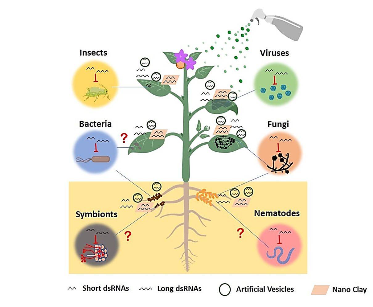 Figure 4. RNAi and exosome-based tools for plant disease control.