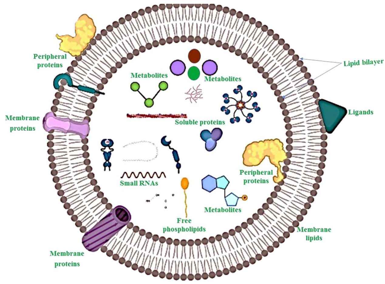 Figure 1. Structure of plant-derived exosomes.