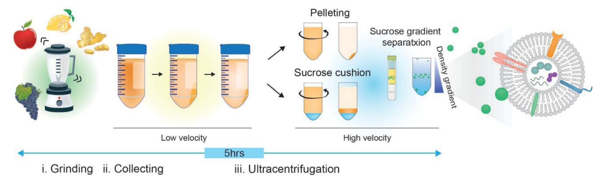 Figure 2. Isolation of plant-derived exosomes.