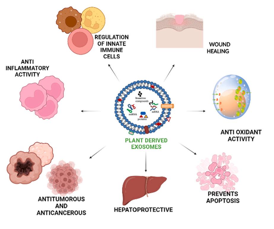 Figure 3. Application of plant-derived exosomes.