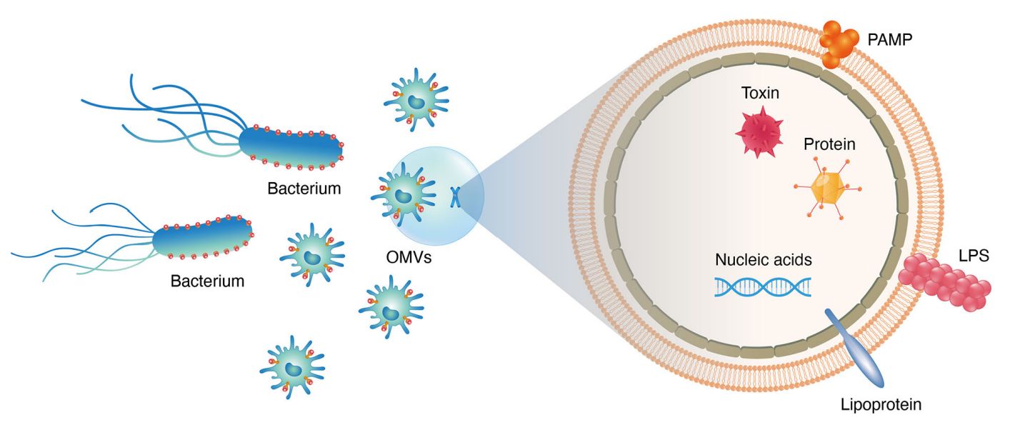 Figure 1. Composition and structure of microbial-derived exosomes.