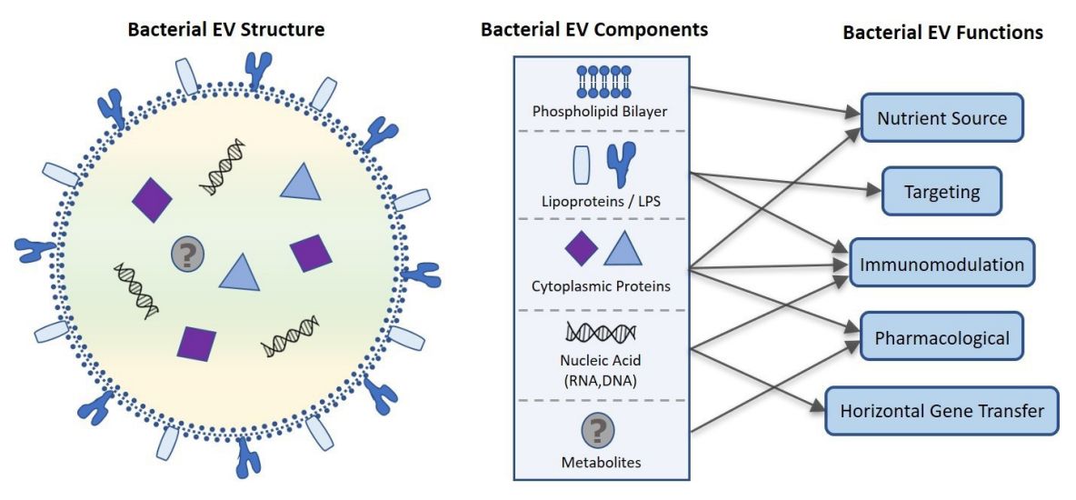 Figure 2. Composition and function of bacterial-derived exosomes.