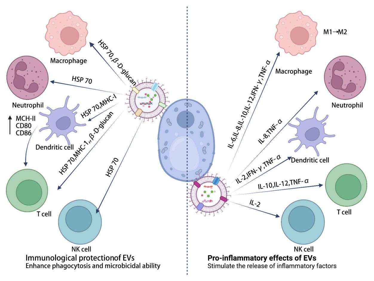 Figure 3. The immunologic potential of fungus-derived exosomes.