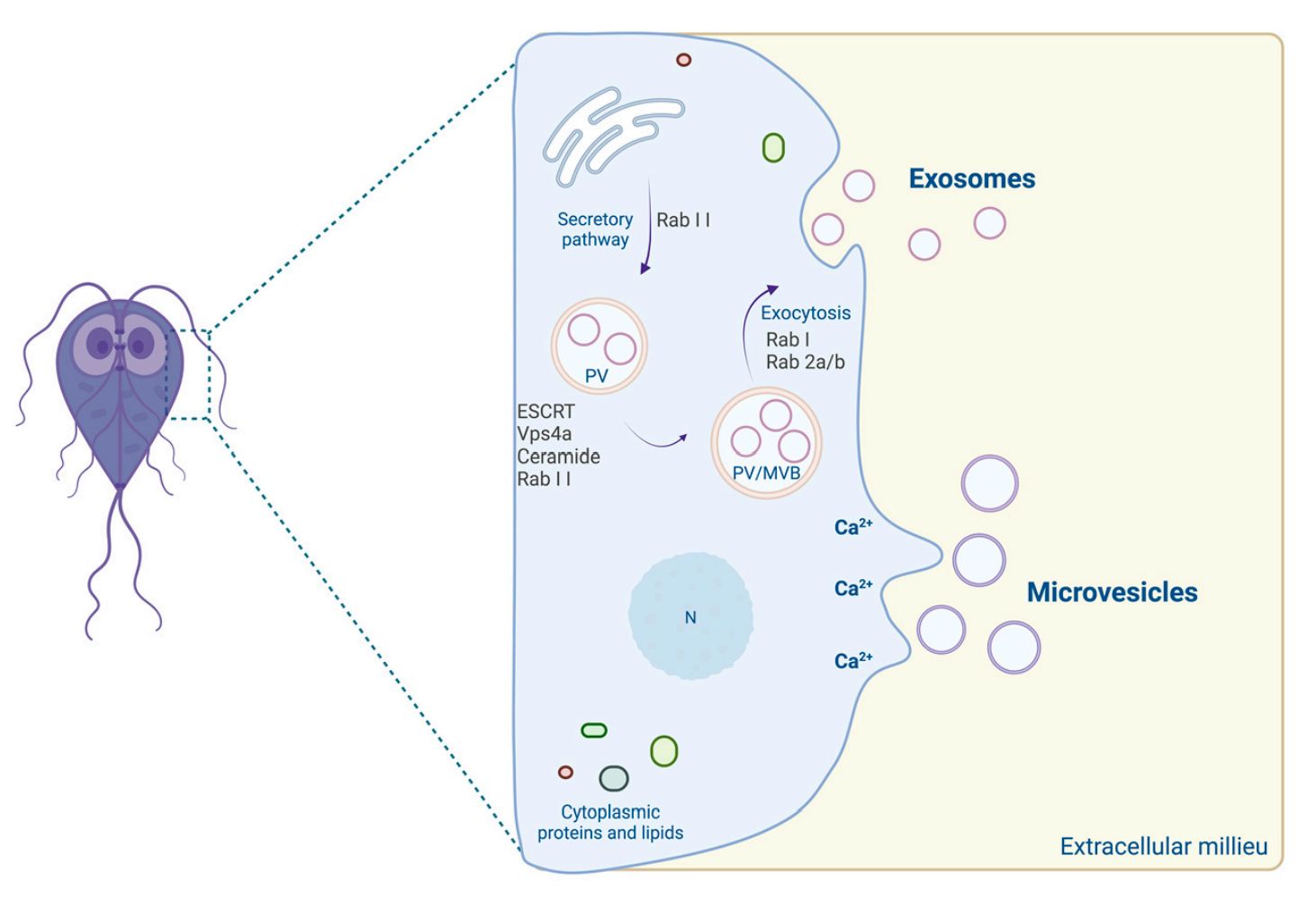 Figure 4. Exosome-based vaccines elicit Toxoplasma gondii immune responses.