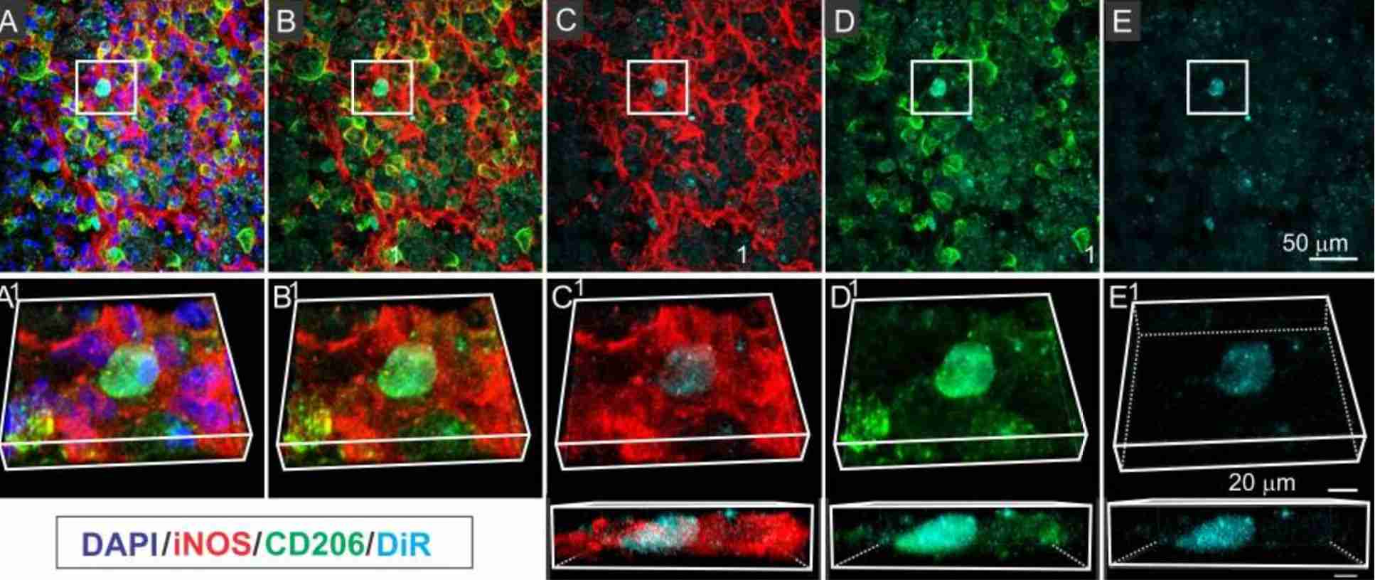 Figure 1. IV infused MSCexos localize with CD206+ Type M2 macrophages.