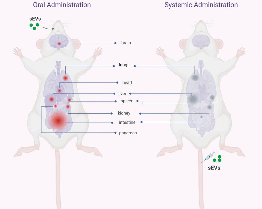 Figure 1. Comparison of oral and intravenous exosomes.