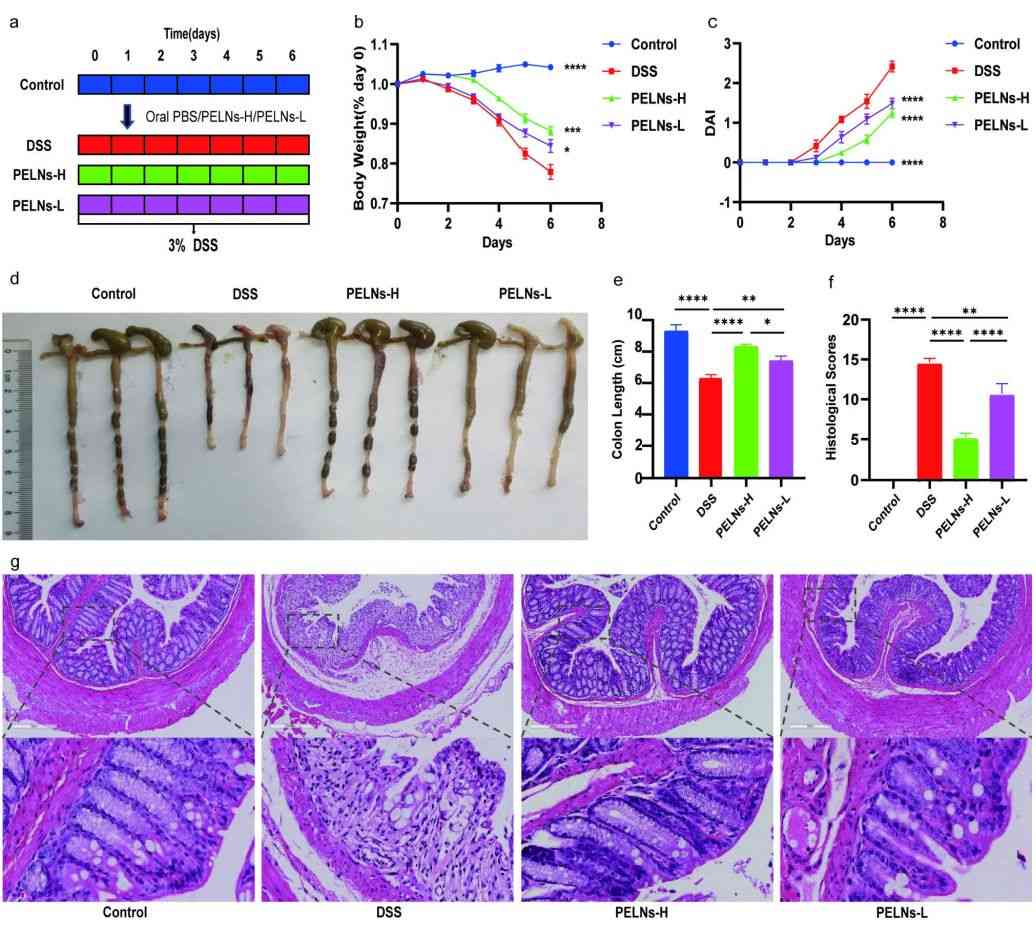 Figure 2. Oral phytoextracts may slow colitis aggression.