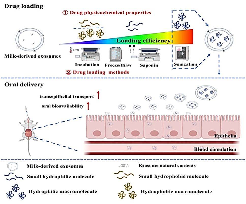 Figure 3. Milk exosomes as carriers for oral drug delivery.