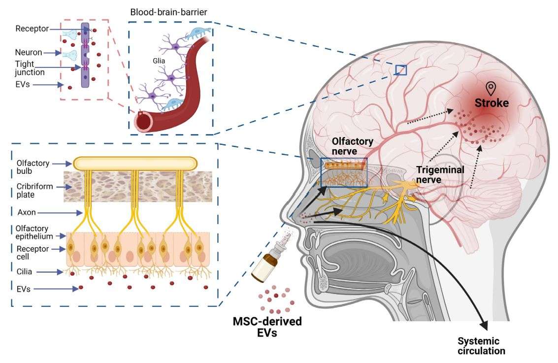 Figure 1. Schematic of exosome administration intranasally.