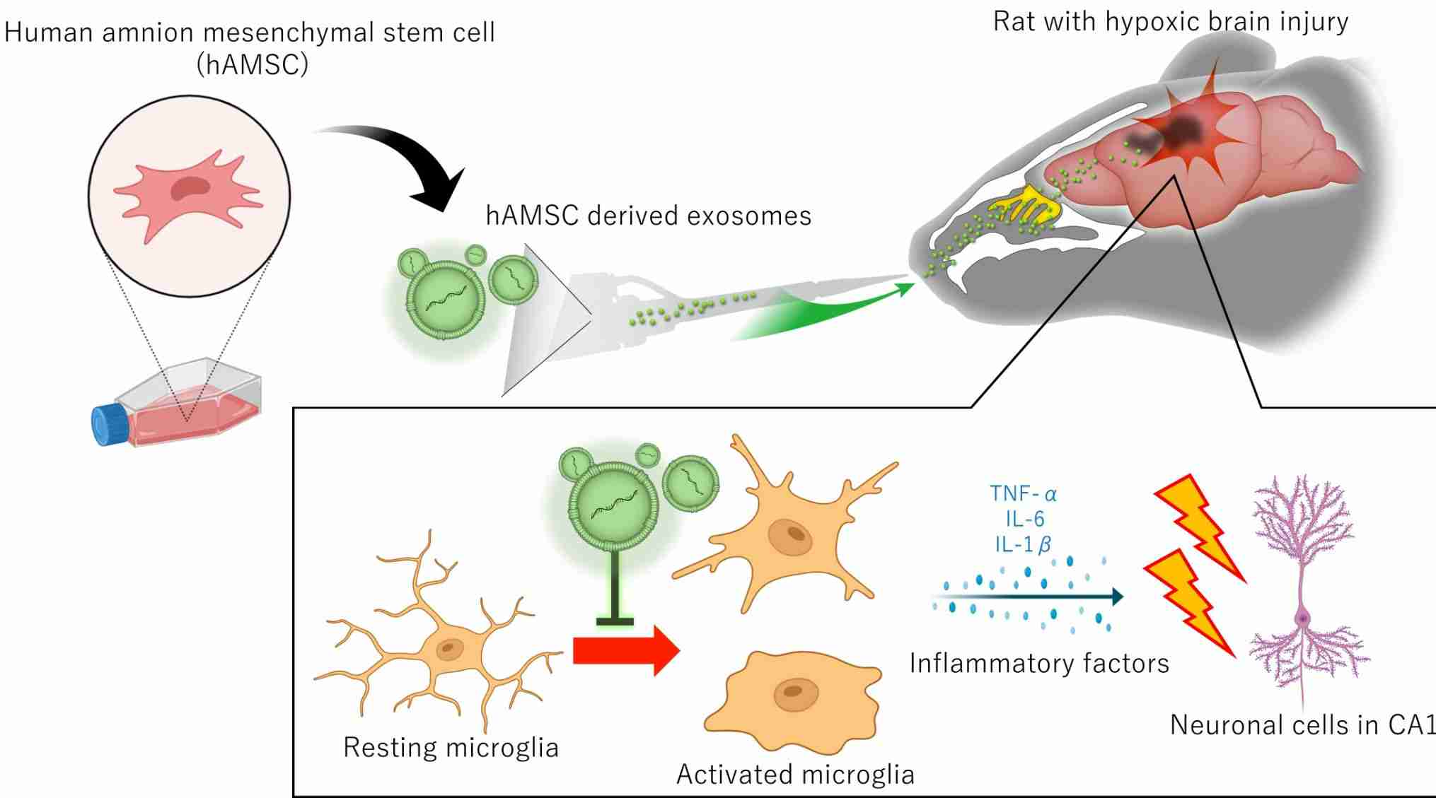 Figure 2. Intranasal administration of exosomes for hypoxic-ischemic brain injury.