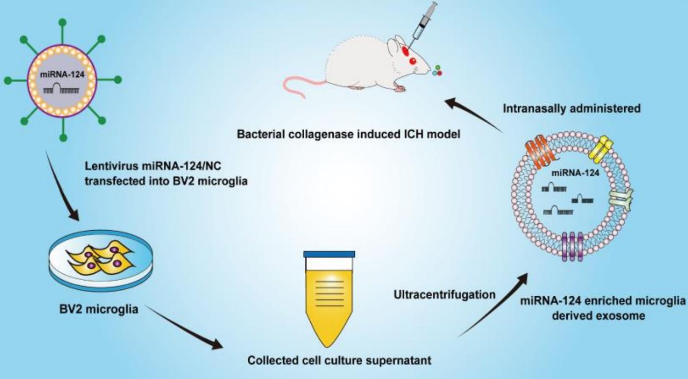 Figure 3. Schematic of the design for intranasal administration of microglia-derived exosome.