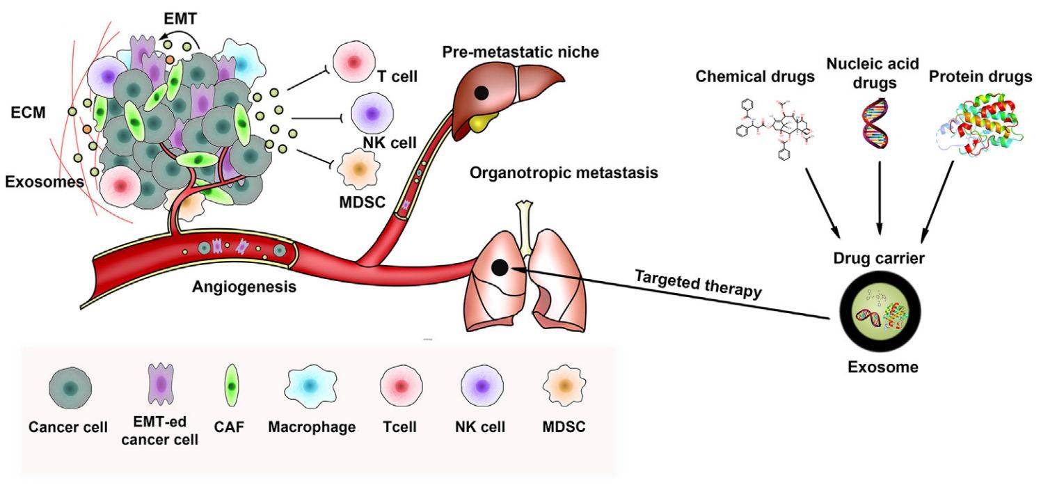 Figure 1. Exosomes for targeted tumor therapy.