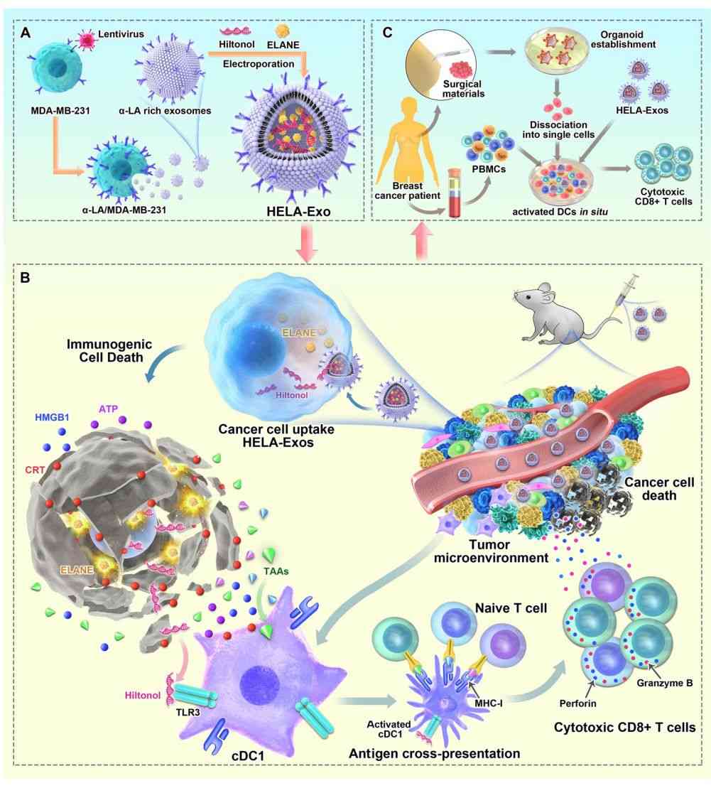 Figure 2. In situ spraying of exosomes for postoperative glioblastoma immunotherapy.