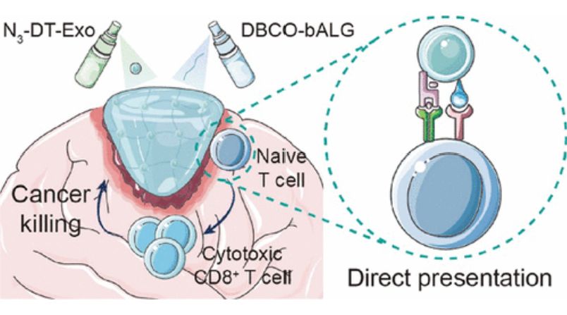 Figure 3. HELA-Exos as an in situ DC-initiated vaccine for breast cancer.