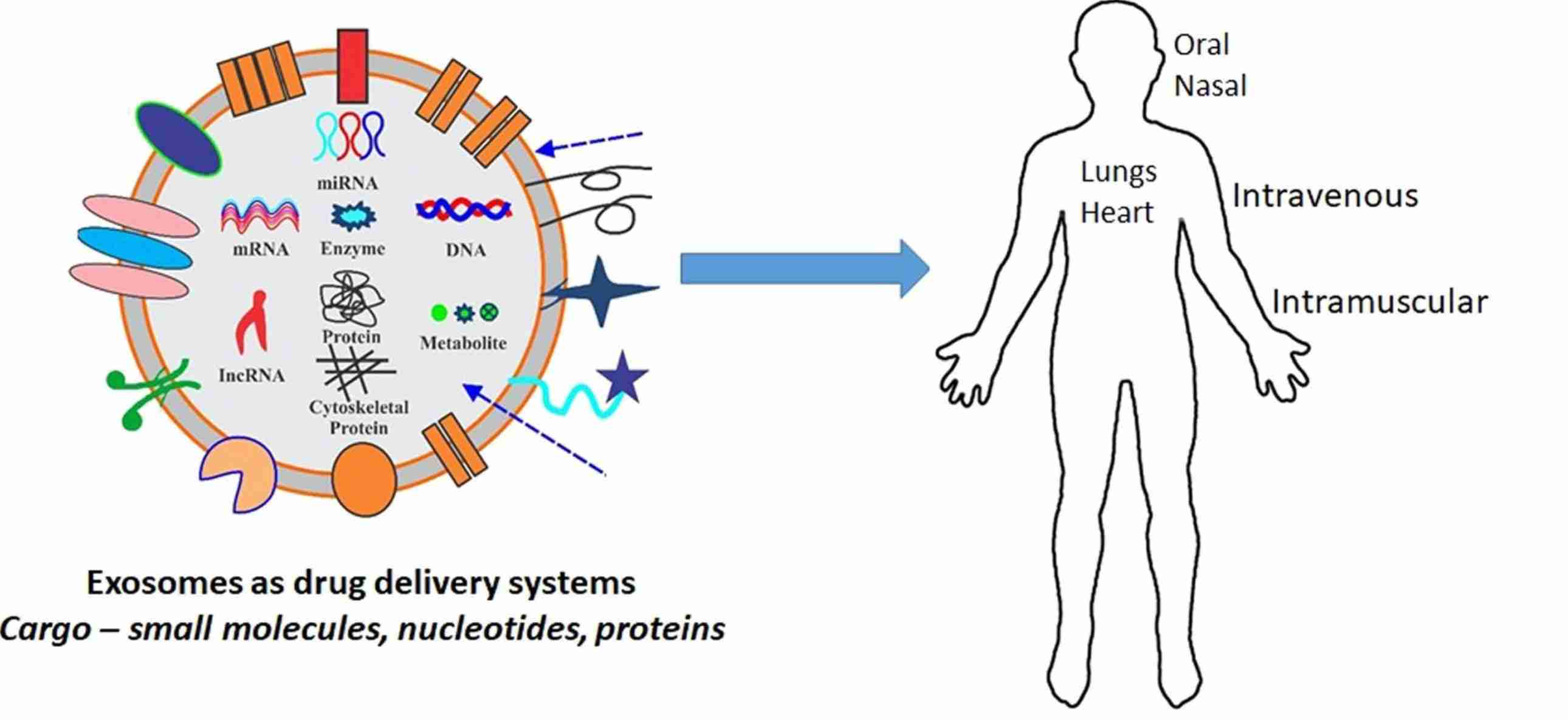 Figure 1. Exosomes as drug delivery systems.