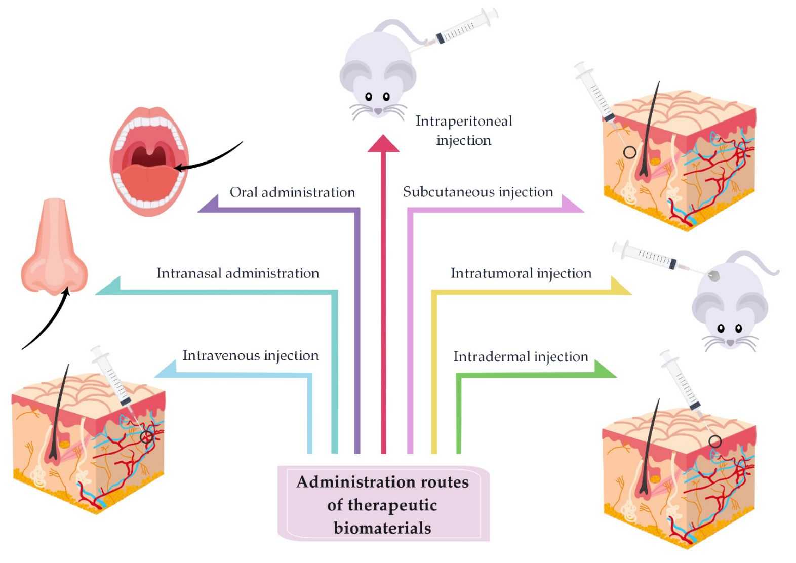 Figure 2. Route of exosome administration.