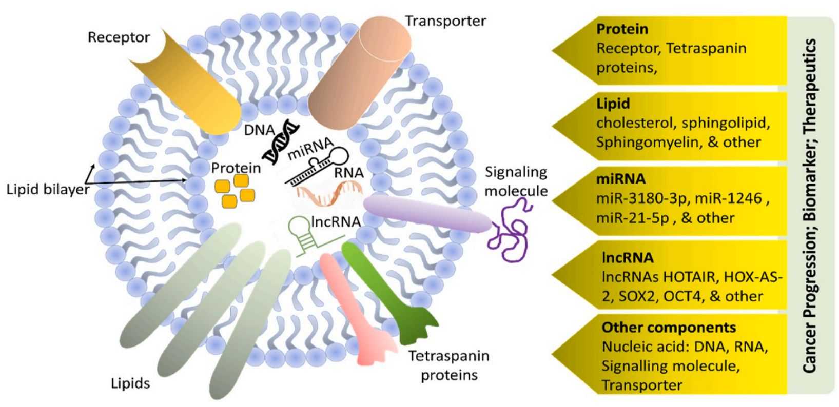 Figure 1. Structure and inclusions of exosomes.