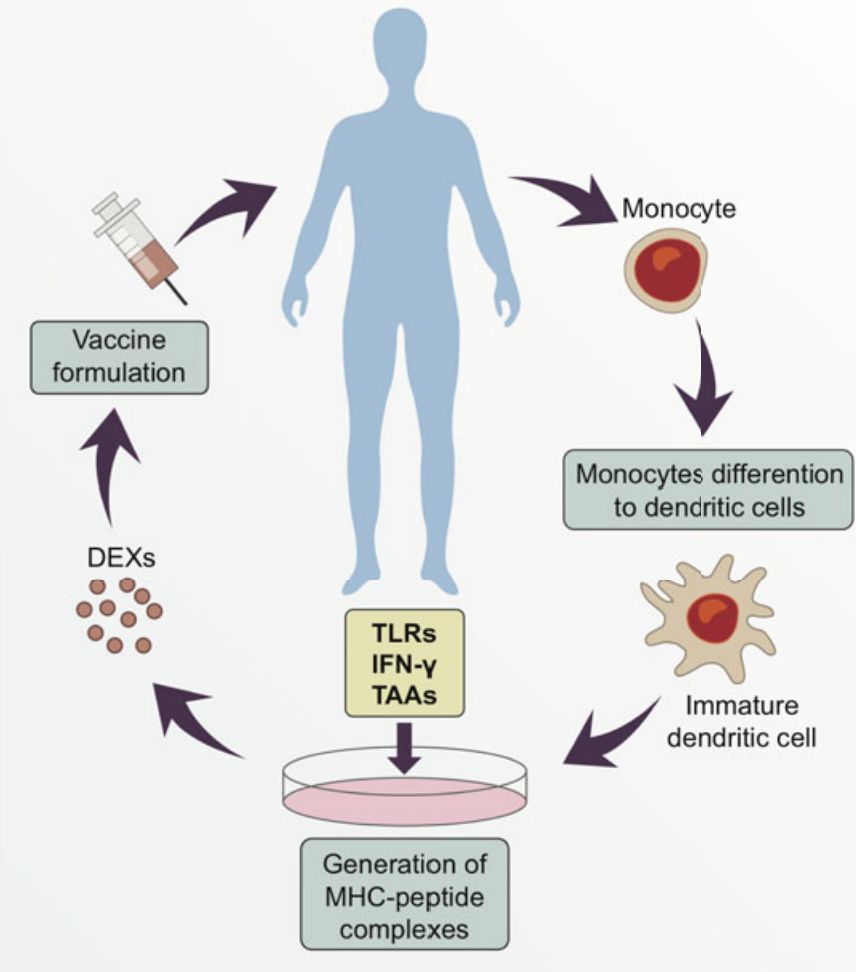 Figure 2. Personalized Vaccines with dendritic cell-derived exosome.