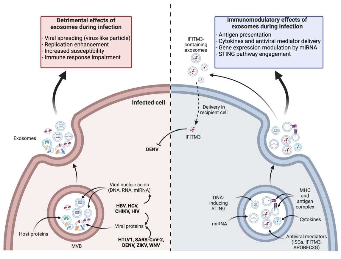 Figure 3. The role of exosomes in the process of viral infection.