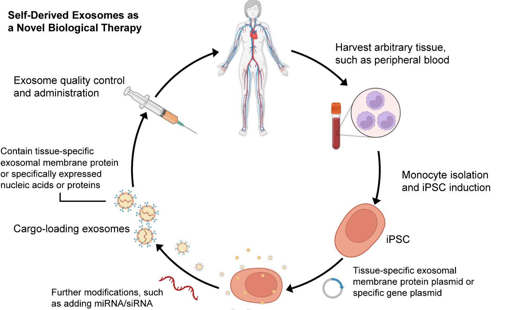 Figure 1. Production of autogenous exosomes for exosome therapy.