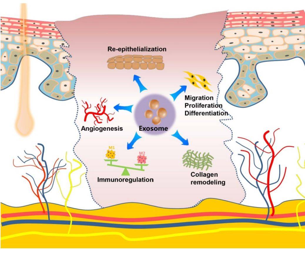 Figure 2. Exosomes in skin and wound healing.