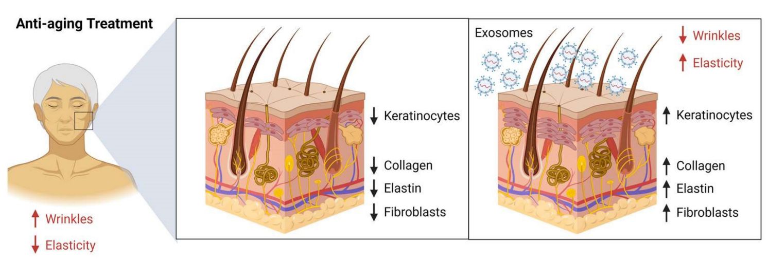 Figure 1. Exosomes in anti-aging therapy.