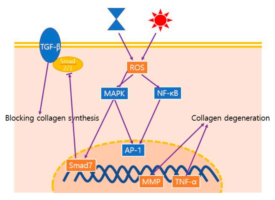 Figure 2. Mechanisms of Aging.