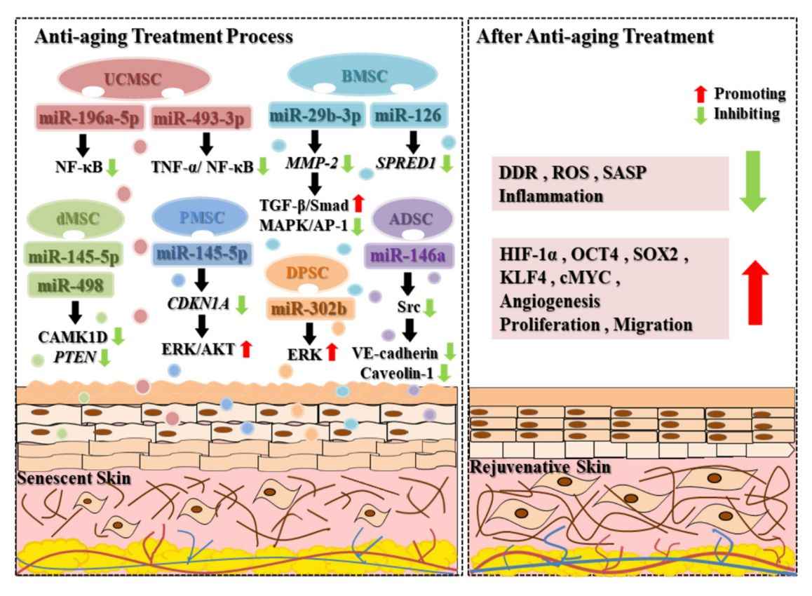 Figure 3. Anti-aging mechanism of exosomes.