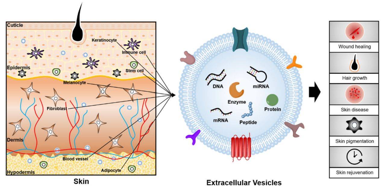 Figure 1. Effects of exosomes on the skin.