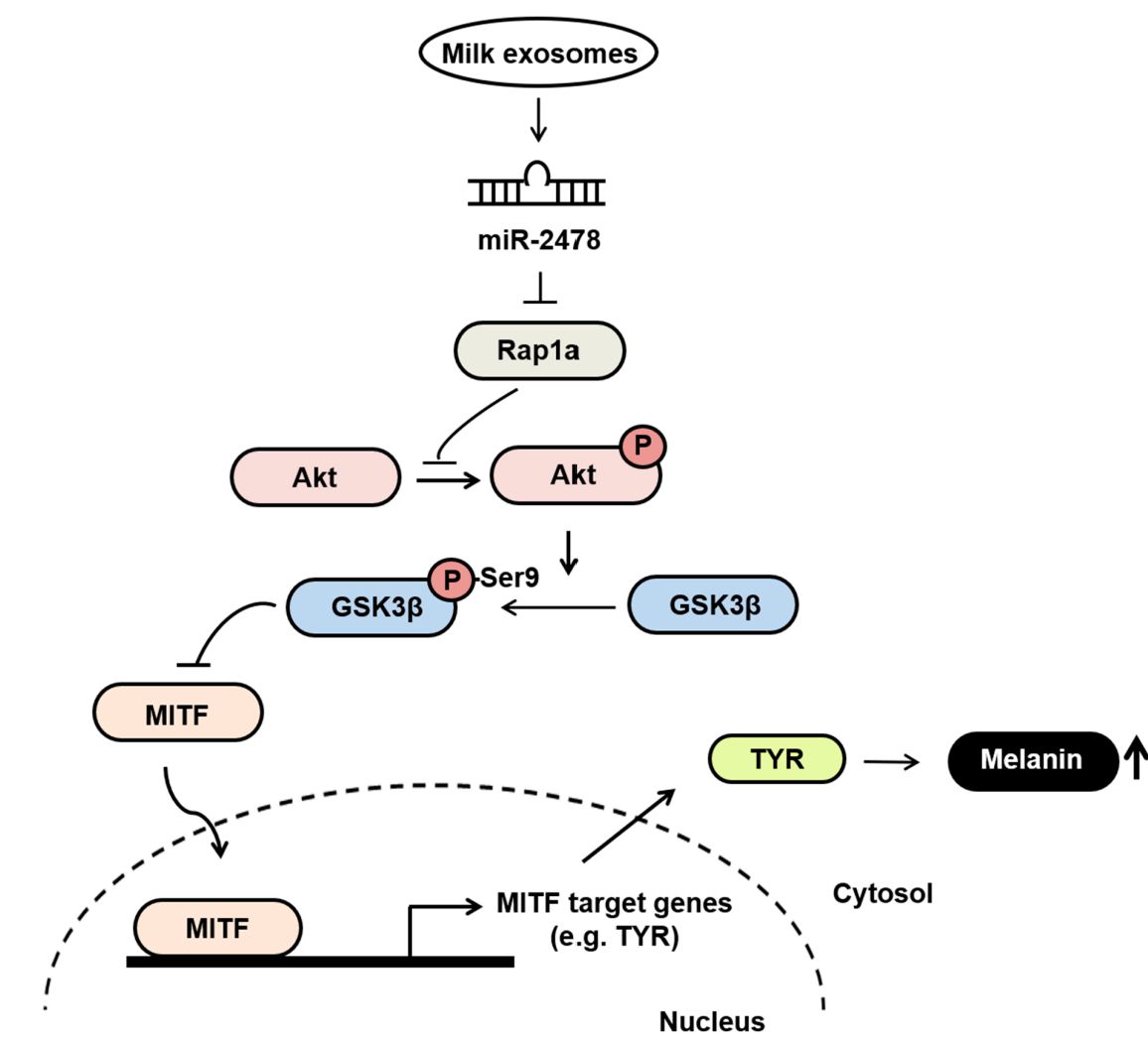 Figure 3. Milk-derived exosomes inhibit melanogenesis.