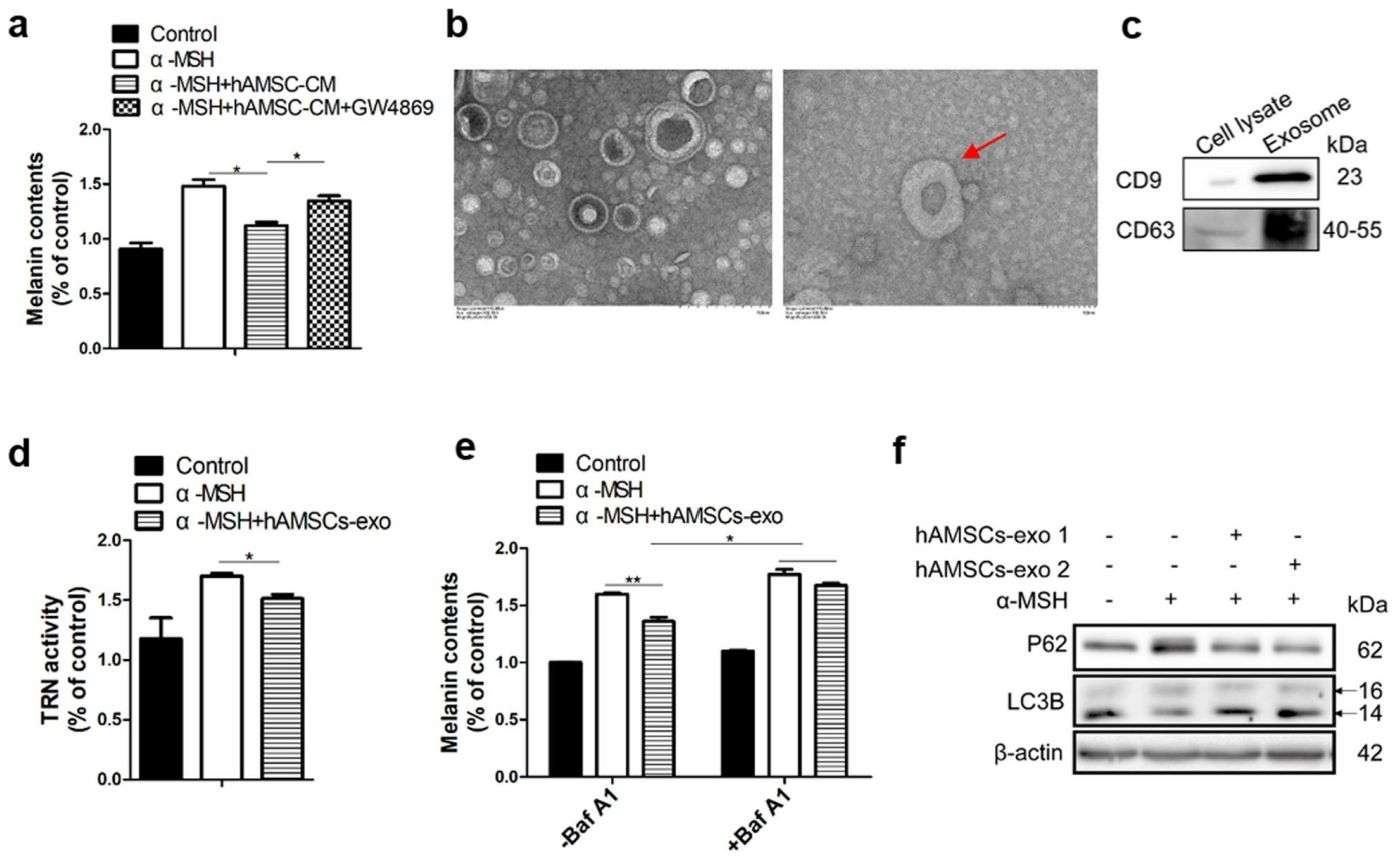 Figure 4. Exosomes from hAMSCs inhibit pigmentation.