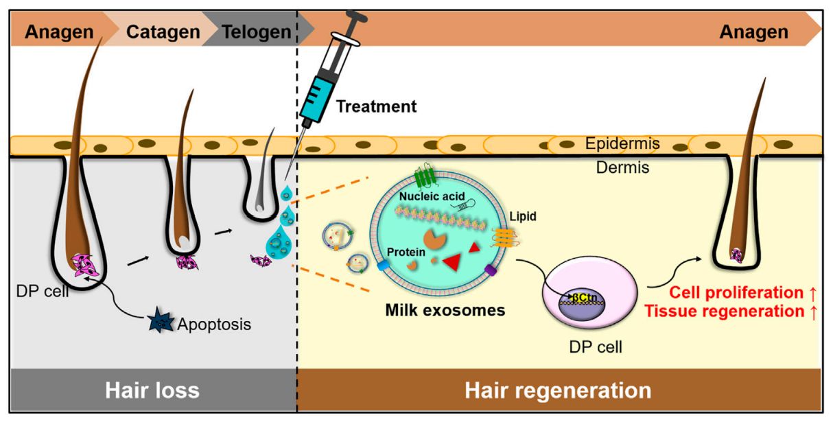 Figure 1. Milk-Exo for hair regrowth.