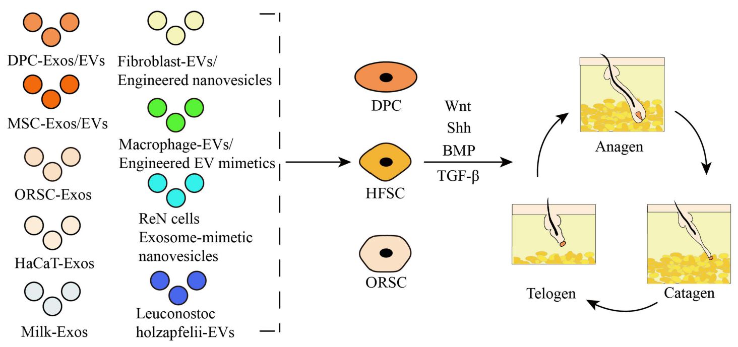 Figure 2. Exosomes are used to regulate hair growth.