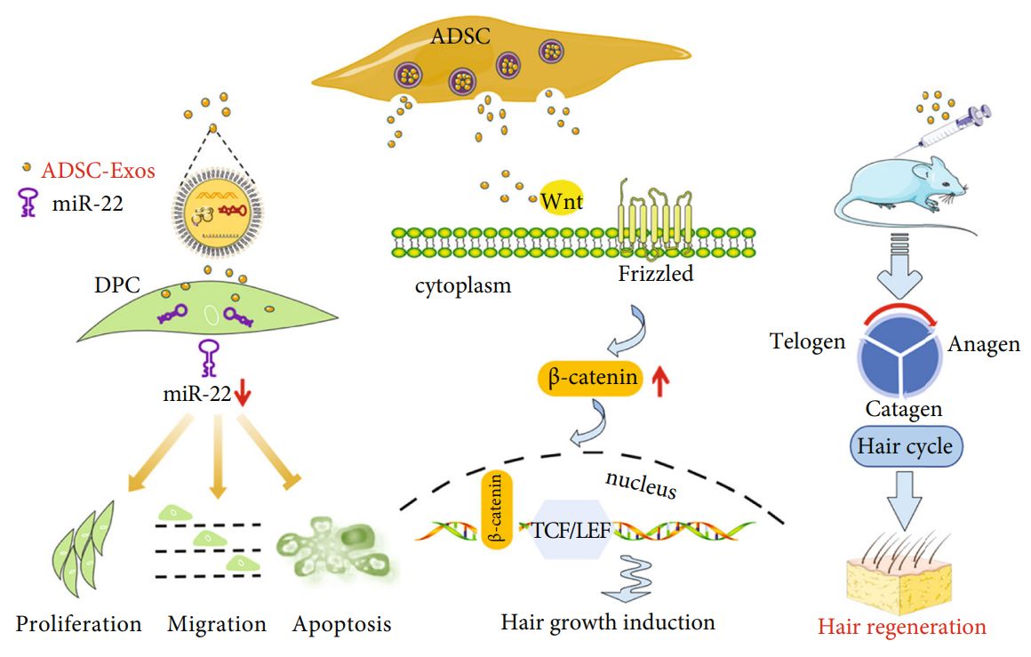 Figure 4. Hair regrowth mechanism of ADSC-Exos.