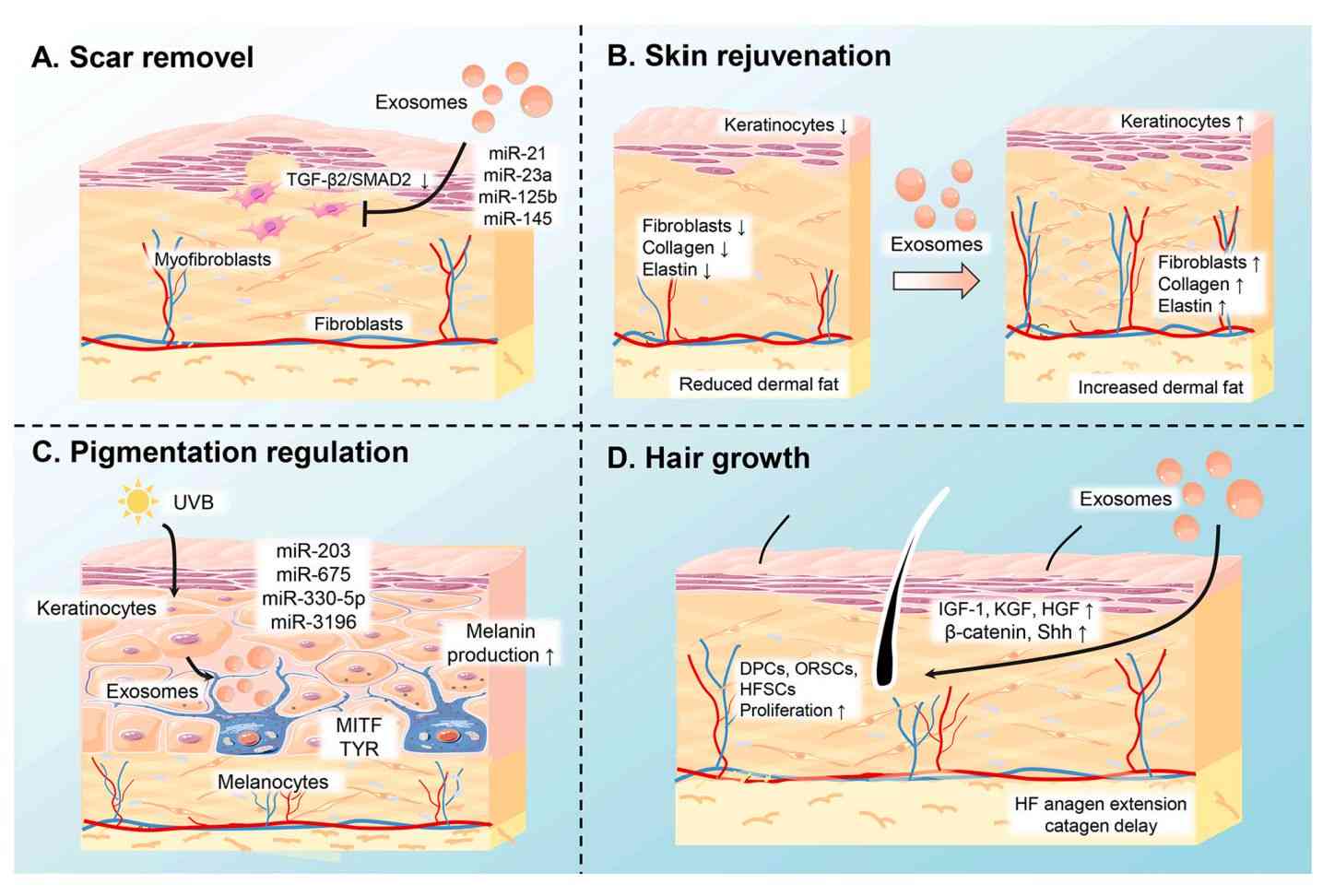 Figure 1. The role of exosomes in aesthetic medicine.