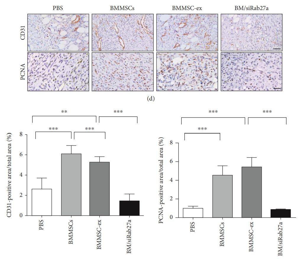 Figure 2. MSCs-derived exosomes in promoting wound healing.