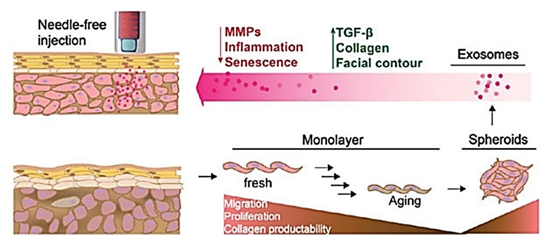 Figure 3. Human dermal fibroblast-derived exosomes improve skin photoaging.